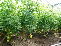 ������ ���������� ������� ��������� �������� � ������� ���������