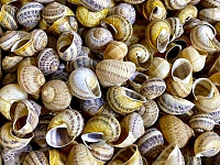 � ���������-�������� ��������������� ����� ����������������� �������